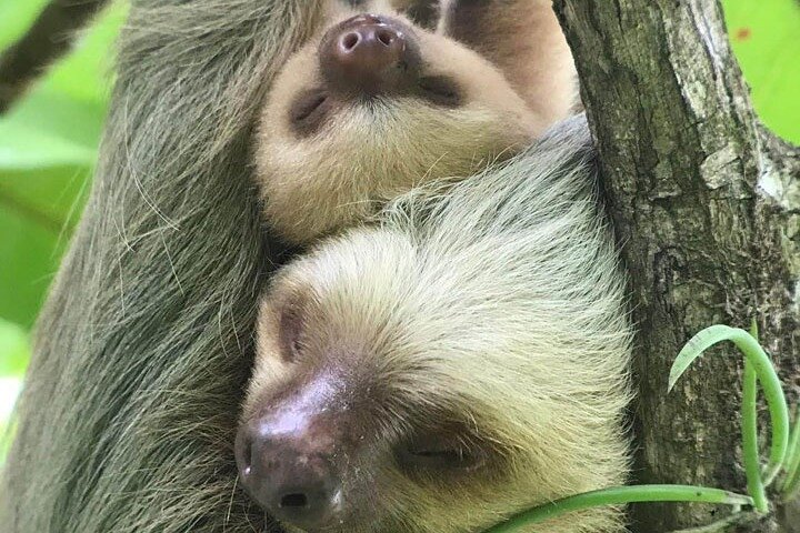 Manuel Antonio National Park : Guidad tur med biljett ingår