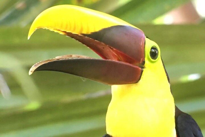 Manuel Antonio National Park : Guidad tur med biljett ingår