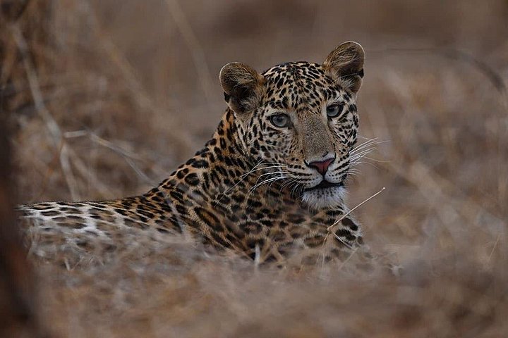 Rajkot ao Parque Nacional Gir