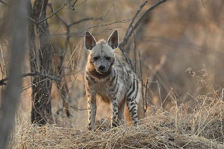 Rajkot ao Parque Nacional Gir