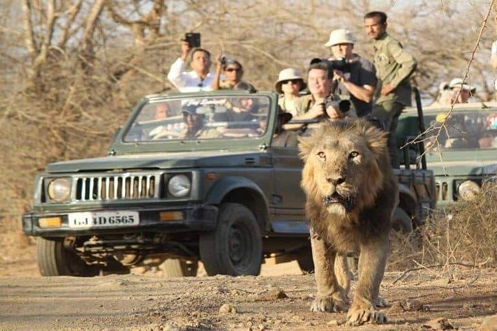 Rajkot ao Parque Nacional Gir