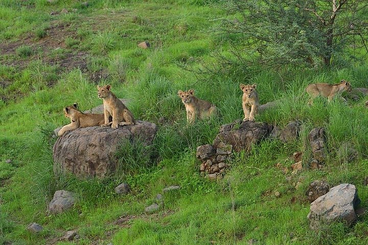 Rajkot ao Parque Nacional Gir