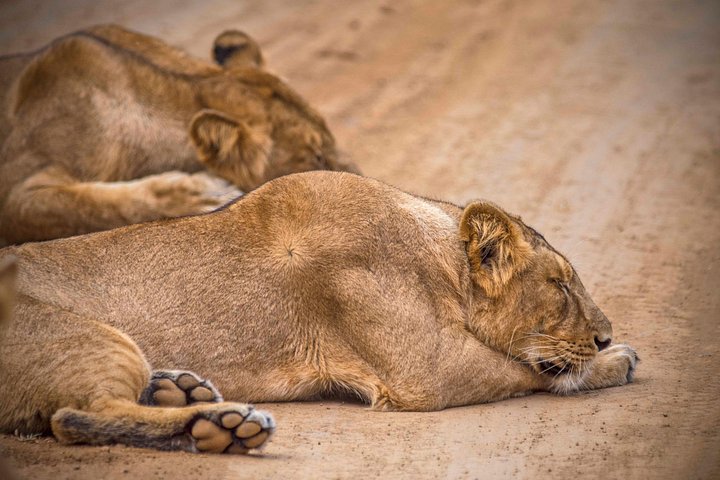 Rajkot ao Parque Nacional Gir