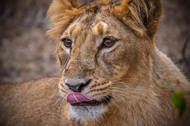 Rajkot ao Parque Nacional Gir