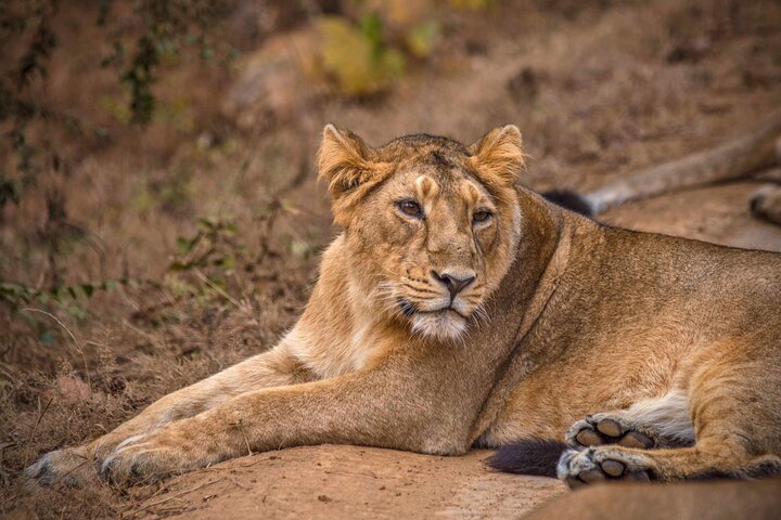 Rajkot ao Parque Nacional Gir