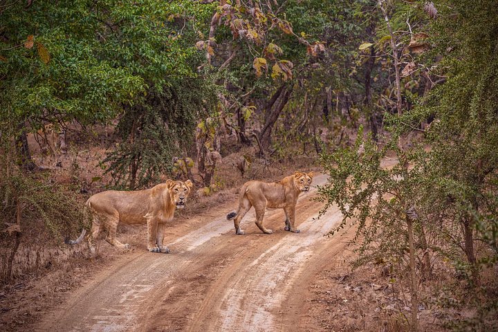 Rajkot ao Parque Nacional Gir
