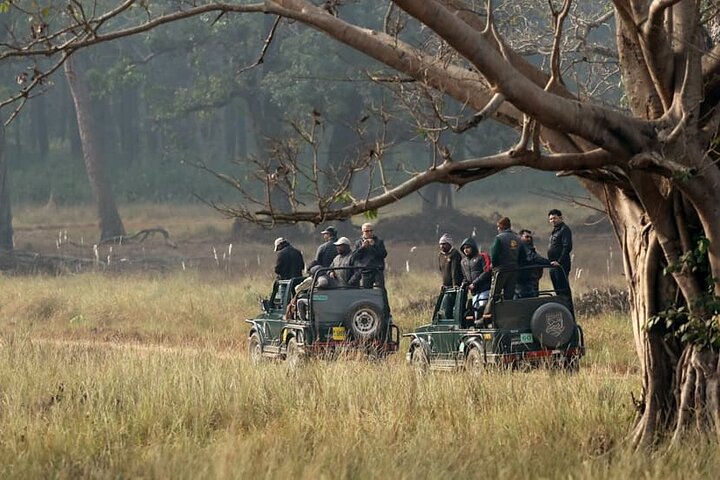 WildlifeSafari i Tadoba, Pench, Kanha og Bandhavgarh NationalPark