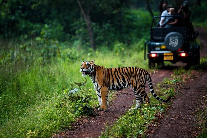 WildlifeSafari i Tadoba, Pench, Kanha og Bandhavgarh NationalPark