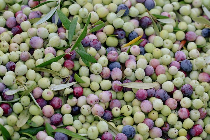 Ekologisk Olive Grove tur & Olivoljeprovning & lunch i Kalamata!