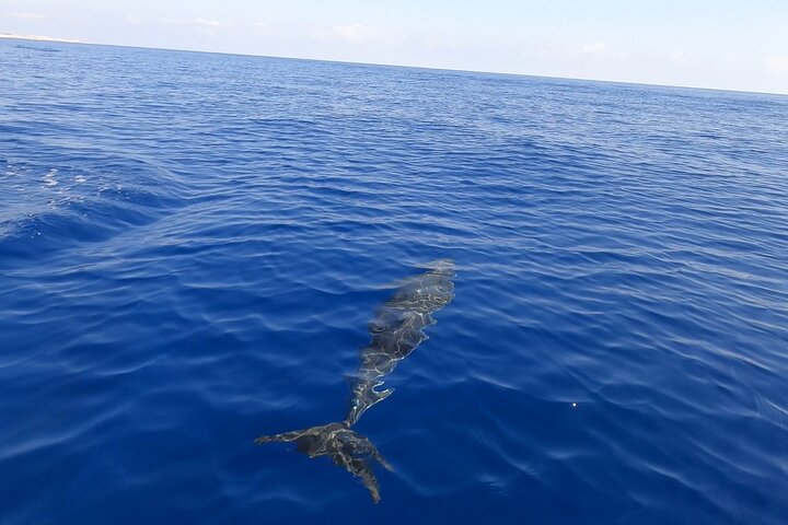 Passeio de barco de 8 horas de Castellammare del Golfo a San Vito Lo Capo