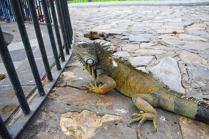 Experiência Privada em Guayaquil - City Tour para Idosos