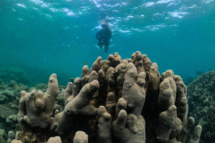 Coral By Kayak - Tour di mezza giornata in kayak e snorkeling della barriera corallina di Ningaloo
