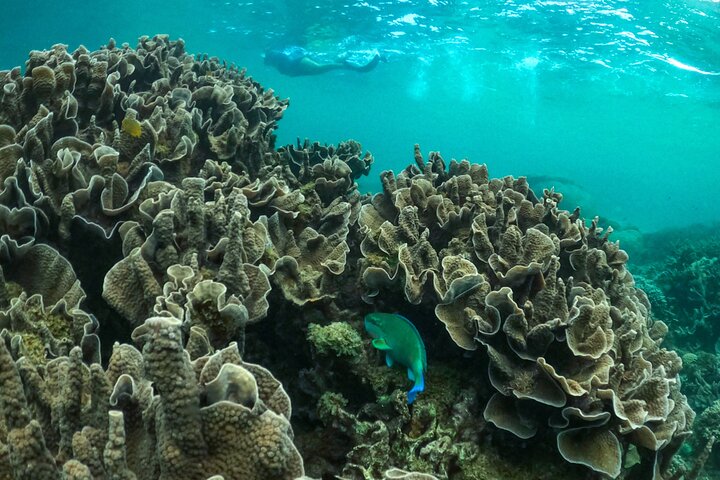 Coral By Kayak - Tour di mezza giornata in kayak e snorkeling della barriera corallina di Ningaloo