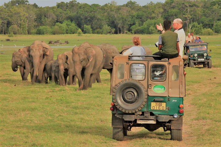 Privat jeep safari i Minneriya National Park for at besøge elefanter