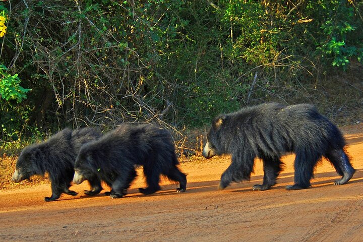 GÅ VILD! Dobbelt Safari-dagstur (Yala & Udawalawe) - Privat & All Inclusive
