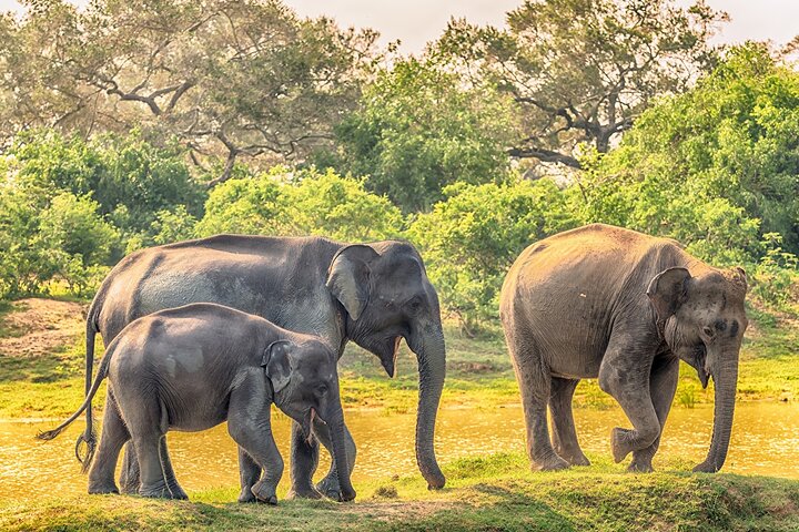 2 Days Tour of Double Safari (Yala & Udawalawe) - All Inclusive