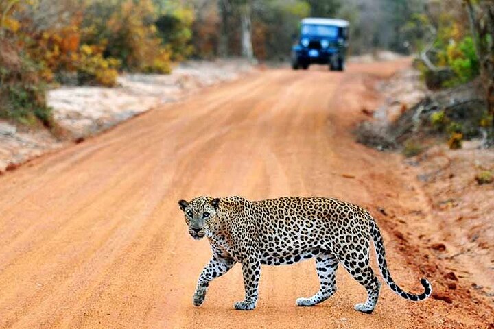 GÅ VILD! Dobbelt Safari-dagstur (Yala & Udawalawe) - Privat & All Inclusive