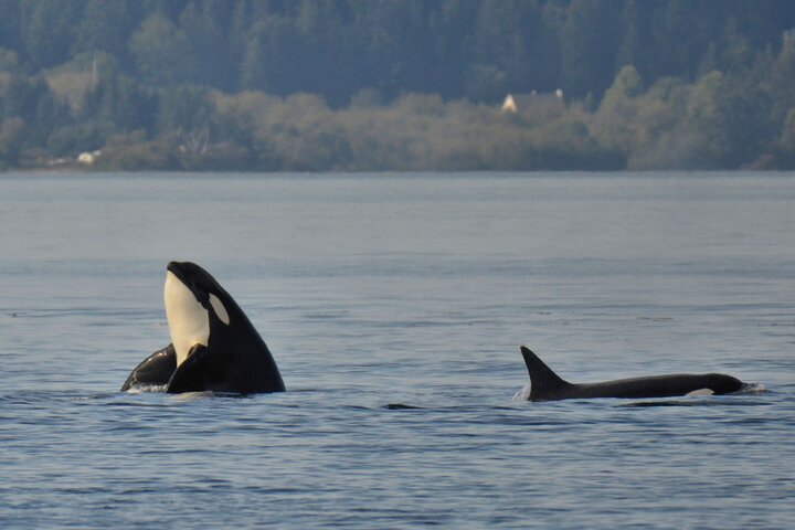 Sommar Victoria Whale Watching Tour på ett täckt fartyg