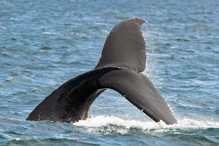 Sommar Victoria Whale Watching Tour på ett täckt fartyg