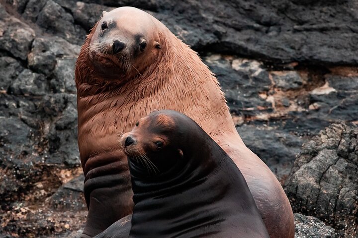 Tour de verão de observação de baleias em um barco do zodíaco em Victoria