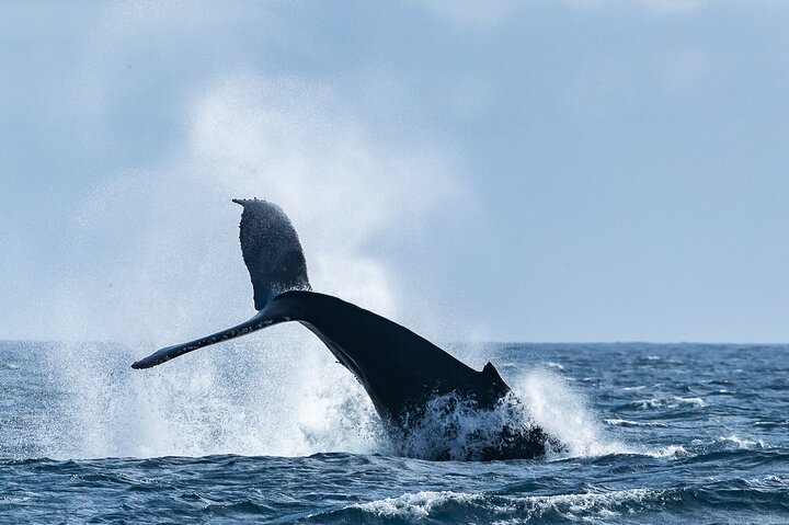 Tour de verão de observação de baleias em um barco do zodíaco em Victoria