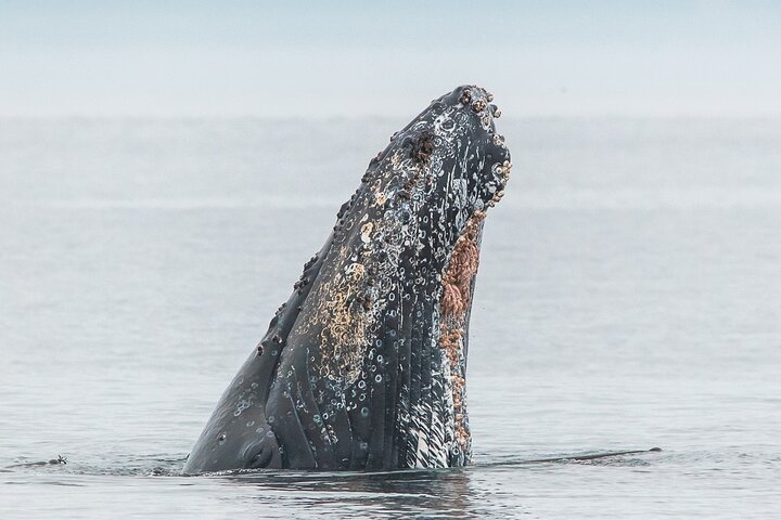 Tour de verão de observação de baleias em um barco do zodíaco em Victoria