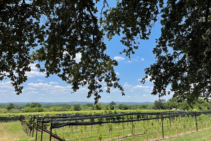 Catas de vinos en el área de Fredericksburg Texas: 3 bodegas y almuerzo