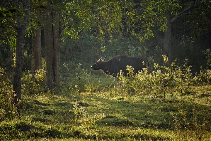 Observation des éléphants et de la faune dans le parc national de Kuiburi - Visite privée de l'après-midi