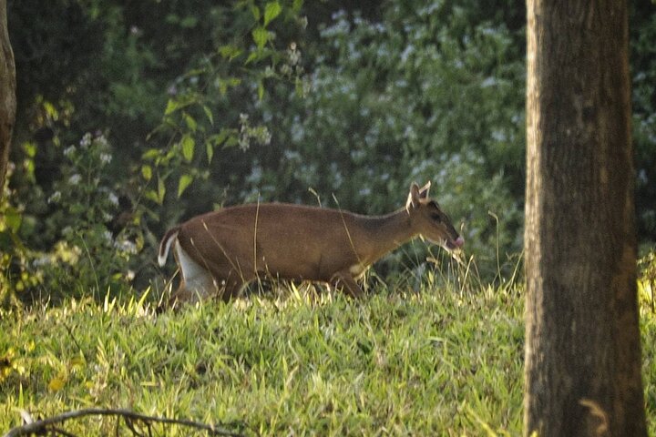 Observation des éléphants et de la faune dans le parc national de Kuiburi - Visite privée de l'après-midi