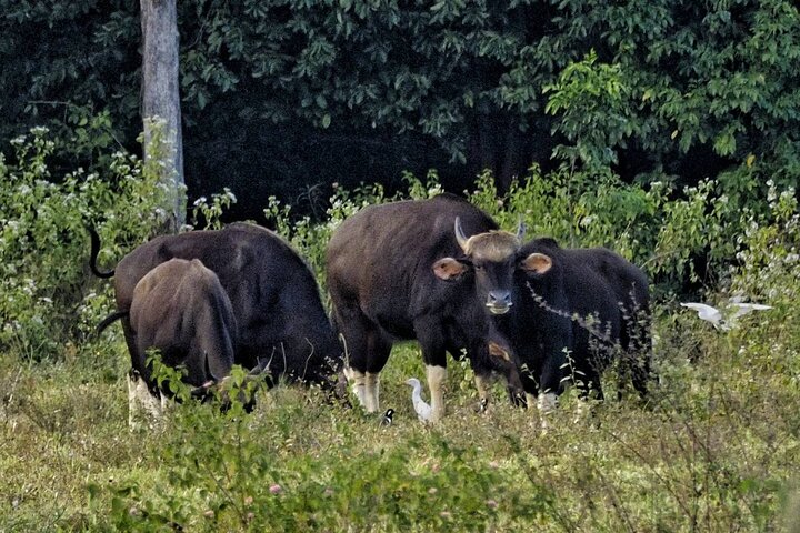Observation des éléphants et de la faune dans le parc national de Kuiburi - Visite privée de l'après-midi