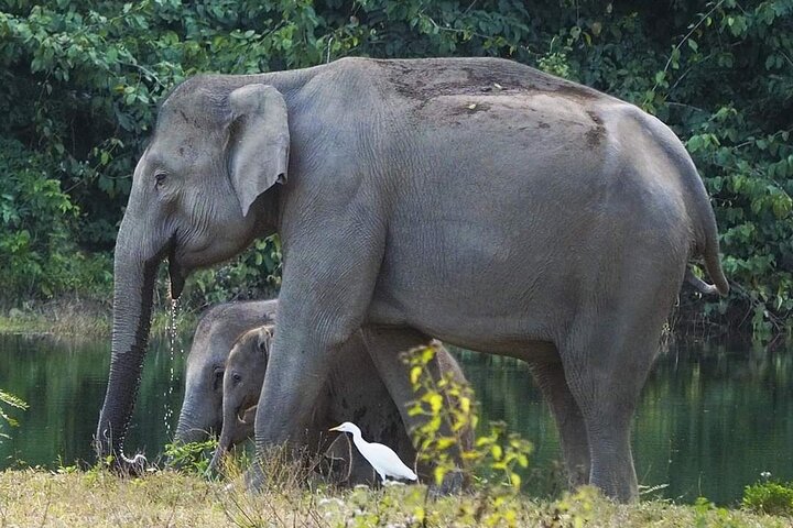 Observation des éléphants et de la faune dans le parc national de Kuiburi - Visite privée de l'après-midi