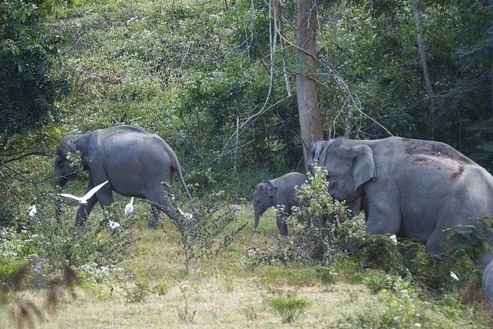 Observation des éléphants et de la faune dans le parc national de Kuiburi - Visite privée de l'après-midi