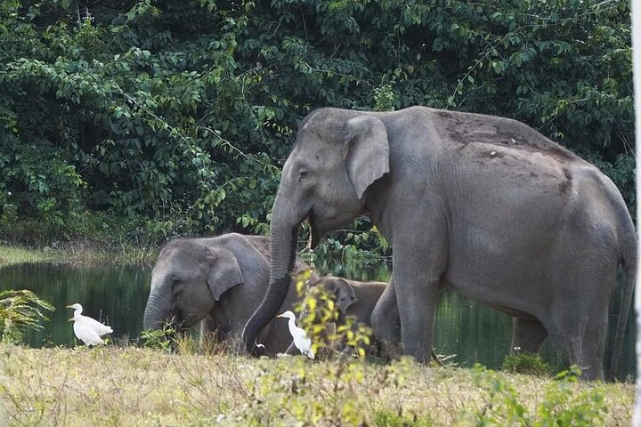 Observation des éléphants et de la faune dans le parc national de Kuiburi - Visite privée de l'après-midi