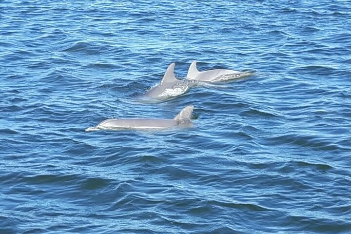 2-timers delfin- og naturøketur fra Orange Beach