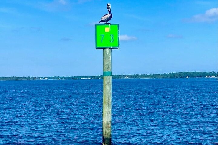 2-timers delfin- og naturøketur fra Orange Beach