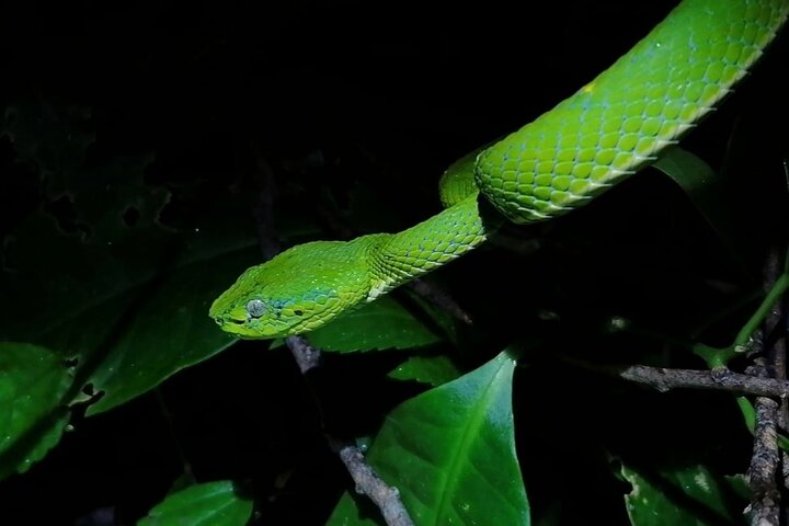 Small-Group Tortuguero National Park Night Walk in Costa Rica