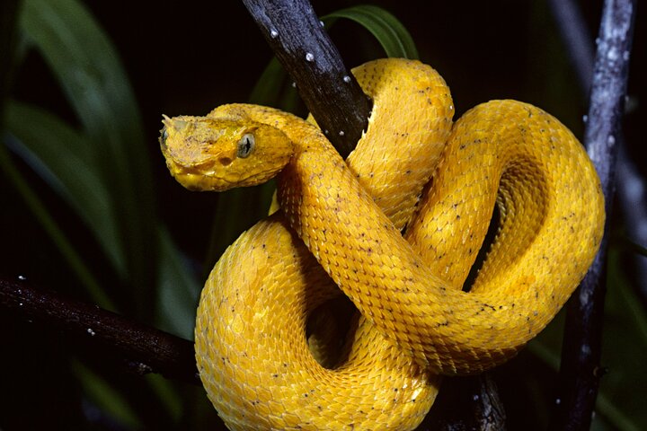 Small-Group Tortuguero National Park Night Walk in Costa Rica