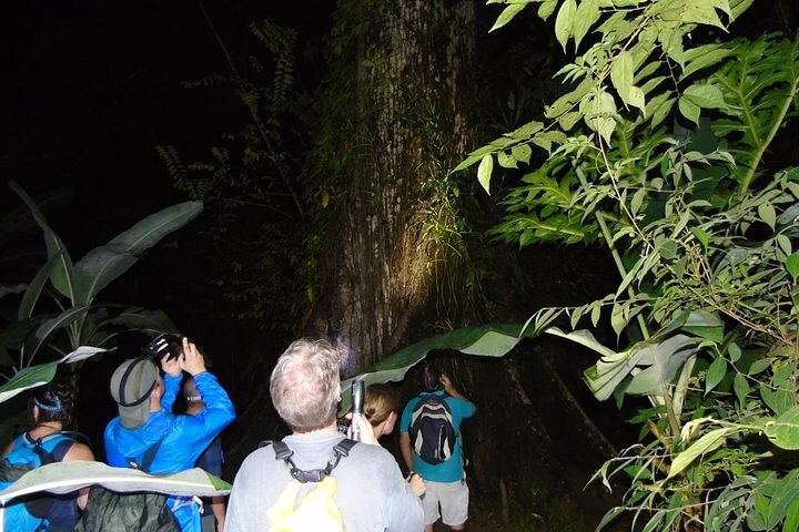 Small-Group Tortuguero National Park Night Walk in Costa Rica
