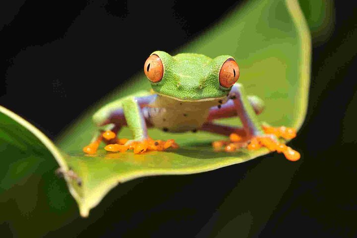 Small-Group Tortuguero National Park Night Walk in Costa Rica