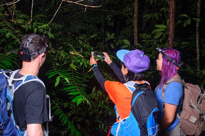 Small-Group Tortuguero National Park Night Walk in Costa Rica