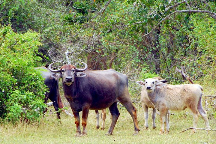 Visite de 2 jours de Yala & Ella avec trajet en train panoramique dans la région des collines - Tout compris