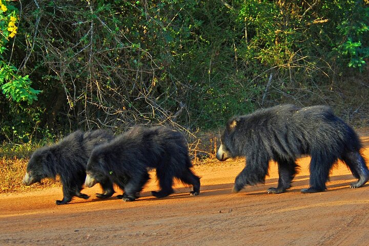 Visite de 2 jours de Yala & Ella avec trajet en train panoramique dans la région des collines - Tout compris