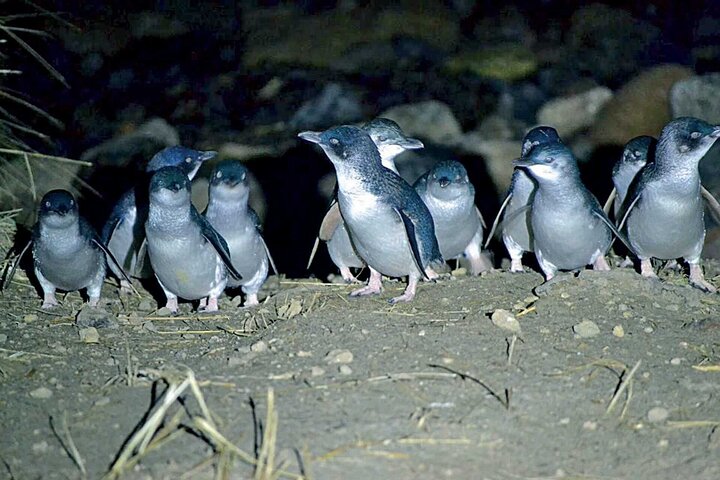 Blue Penguins Pukekura Experience Otago Peninsula, Nouvelle-Zélande