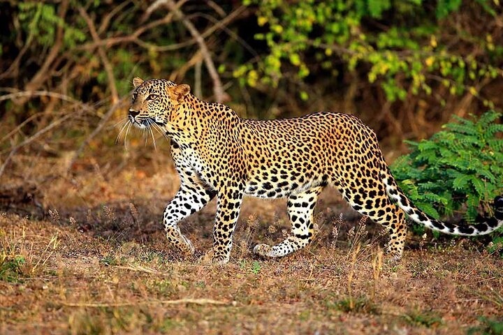 Safari di Leopardi nel Parco Nazionale di Yala da Galle