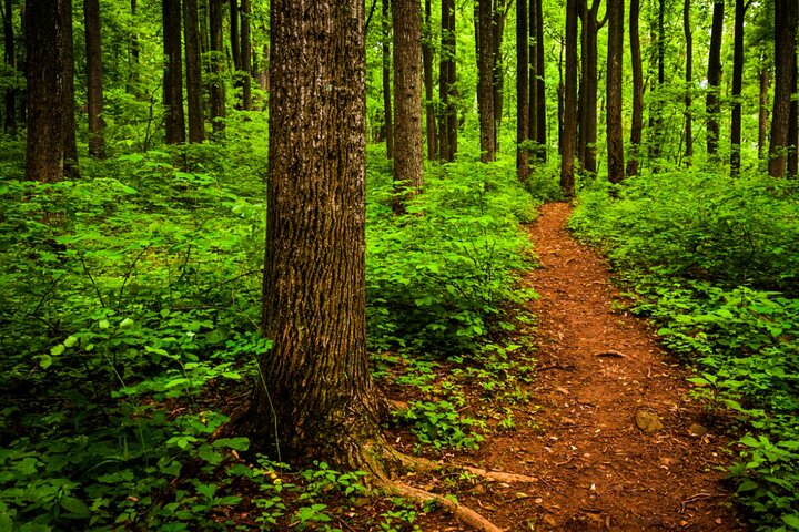 Tour audio a guida autonoma del Parco nazionale di Shenandoah