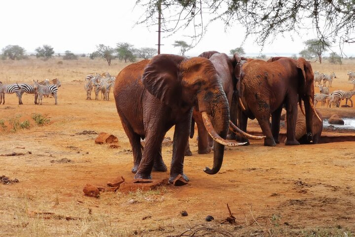 Safari à l'éléphant rouge de 1 jour au départ de la plage de Diani et Mombasa.