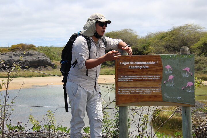 Dagstur til Isabela Island med Tintorera Islet, snorklingvådområder og flamingoer