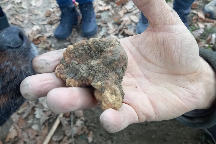 Langhe Trøffeljaktopplevelse