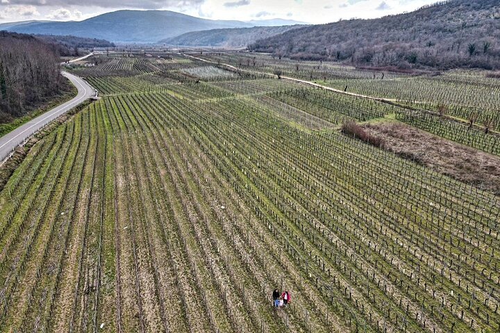 Isola di Krk : tour in cantina, degustazione di vini biodinamici e abbinamento gastronomico