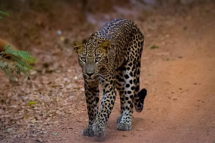 Safari di Leopardi nel Parco Nazionale di Yala da Galle